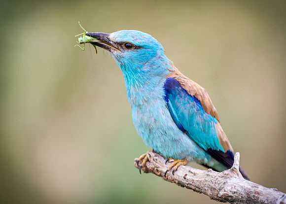 Roller