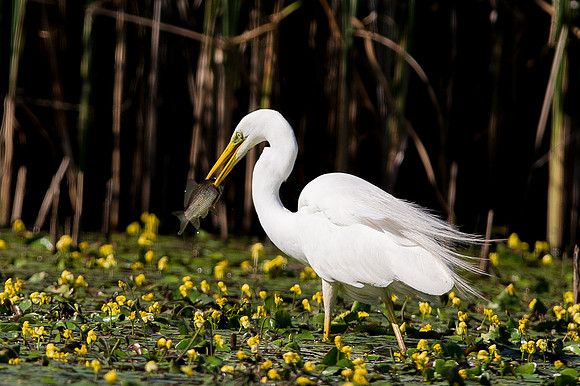 Great White Egret with Fish (1 of 3)