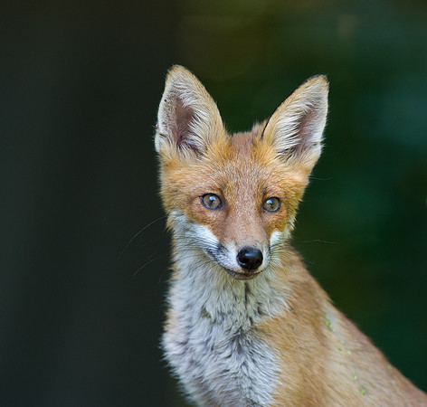 Fox Cub