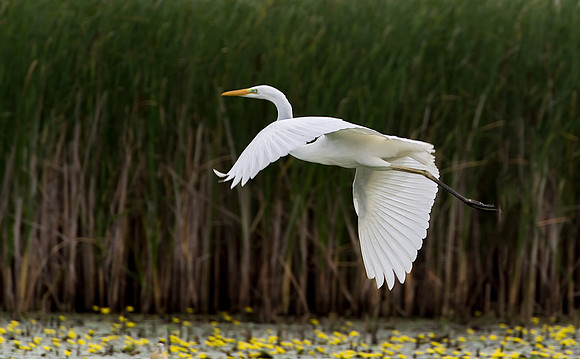Great White Egret (1 of 1)