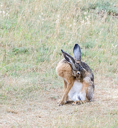 Hungarian Hare