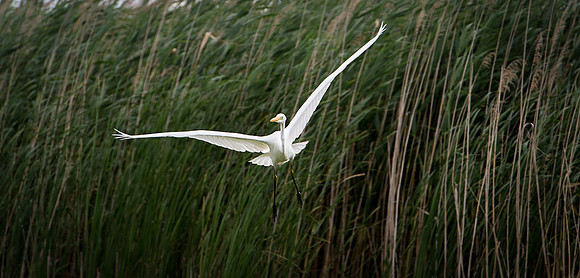 Great White Egret