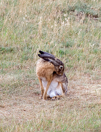 Hungarian Hare