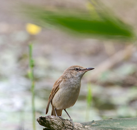 Reed Warbler