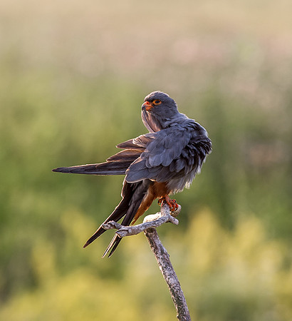 Red Footed Falcon
