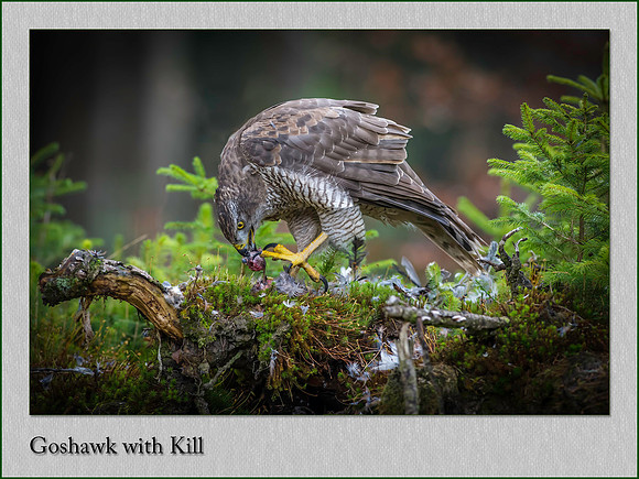 Northern Goshawk Accipiter gentilis
