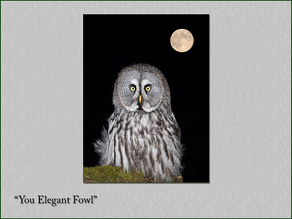 Great Grey Owl Strix nebulosa)