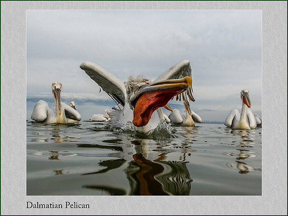 Dalmatian Pelican (Pelecanus crispus)