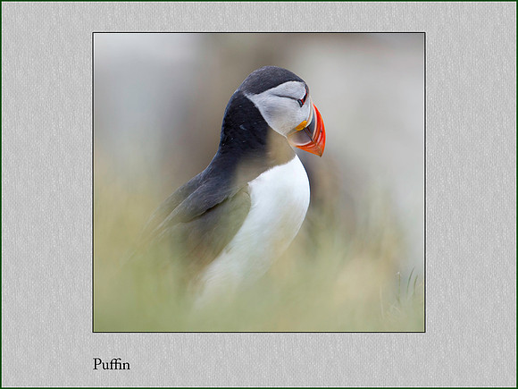 Puffin