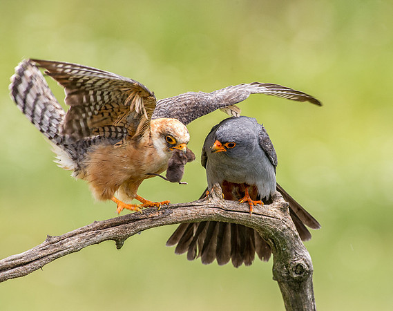 Red Footed Falcon Pair