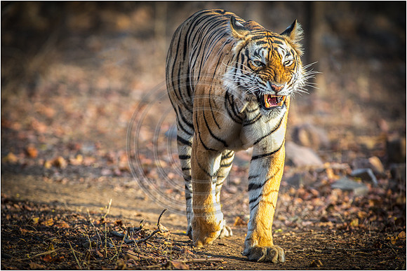 Tigers of Ranthambhore