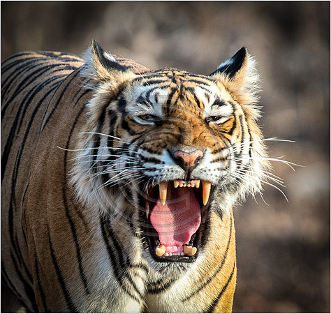 Tigers of Ranthambhore