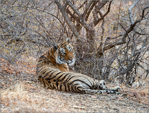 Tigers of Ranthambhore
