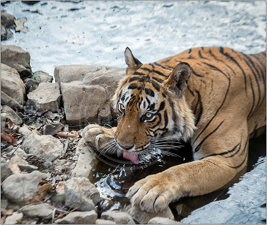 Tigers of Ranthambhore