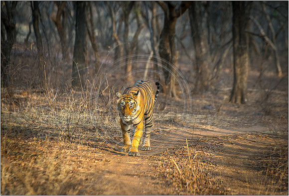 Tigers of Ranthambhore