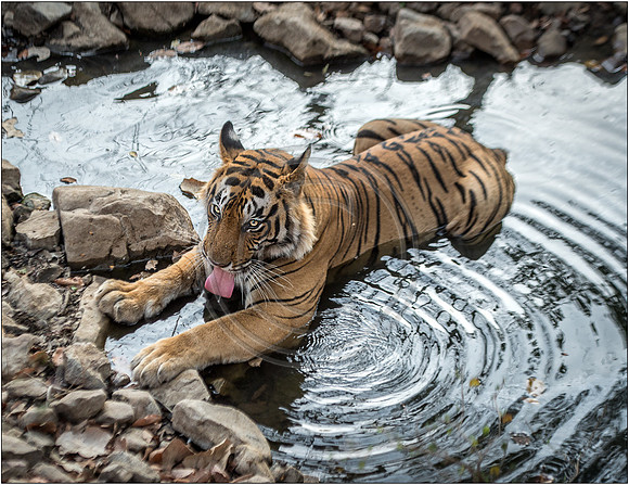 Tigers of Ranthambhore