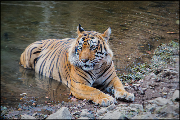 Tigers of Ranthambhore