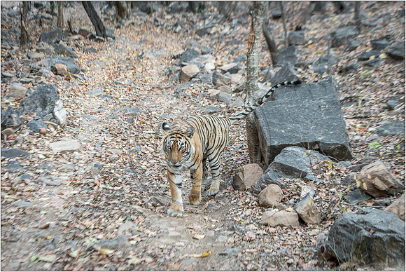 Tigers of Ranthambhore
