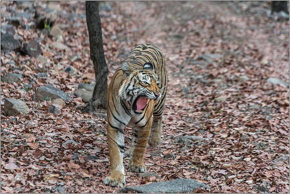 Tigers of Ranthambhore