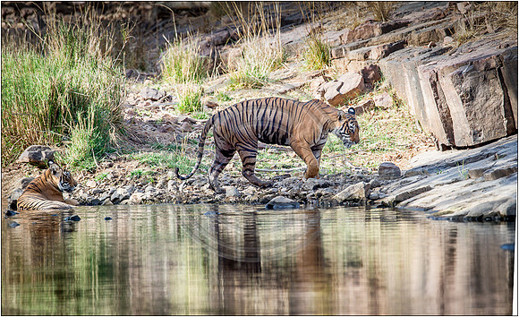 Tigers of Ranthambhore