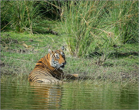 Tigers of Ranthambhore