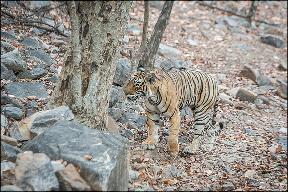 Tigers of Ranthambhore