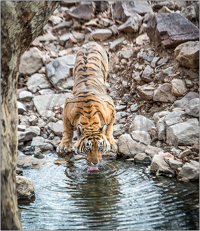 Tigers of Ranthambhore