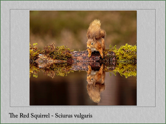 Scottish Red Squirrel
