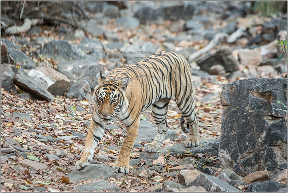 Tigers of Ranthambhore
