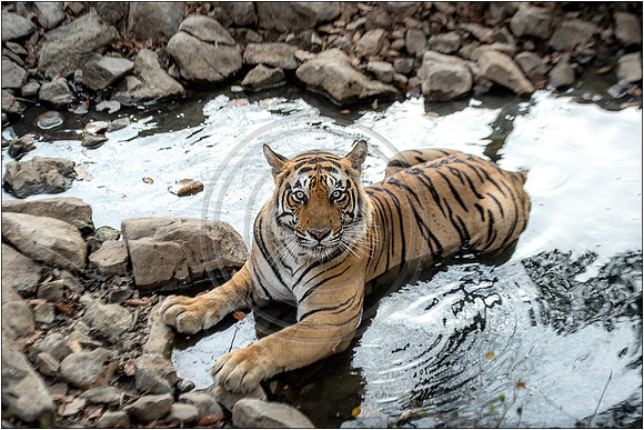 Tigers of Ranthambhore