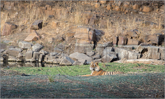 Tigers of Ranthambhore