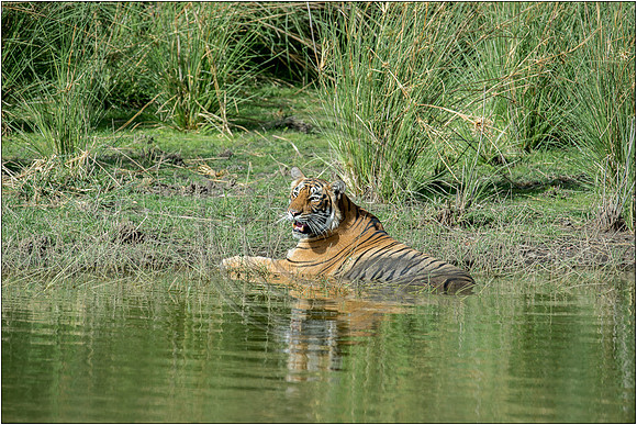 Tigers of Ranthambhore