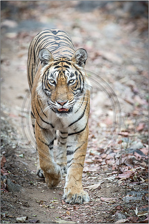 Tigers of Ranthambhore