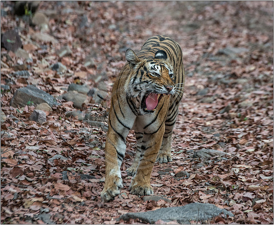 Tigers of Ranthambhore