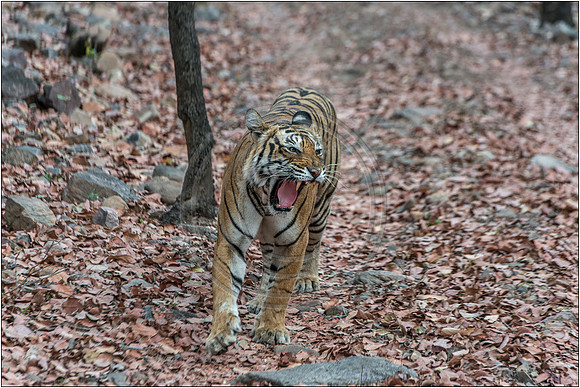 Tigers of Ranthambhore