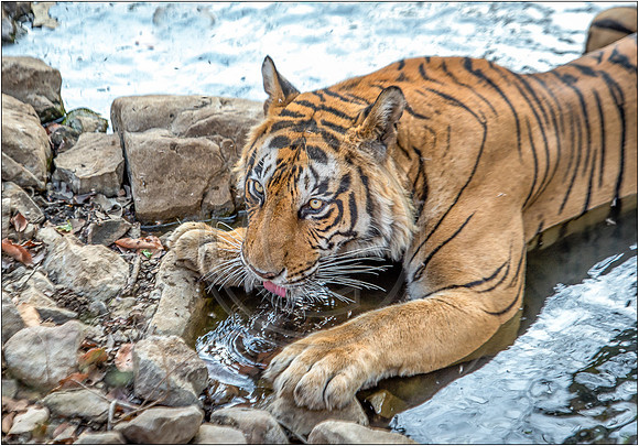 Tigers of Ranthambhore