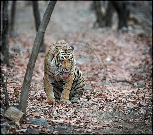 Tigers of Ranthambhore