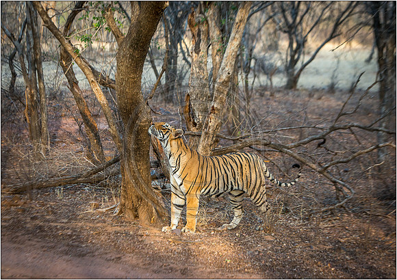 Tigers of Ranthambhore