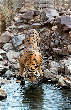Tigers of Ranthambhore