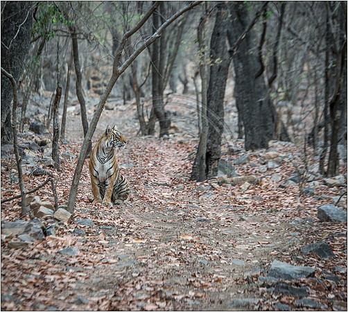 Tigers of Ranthambhore