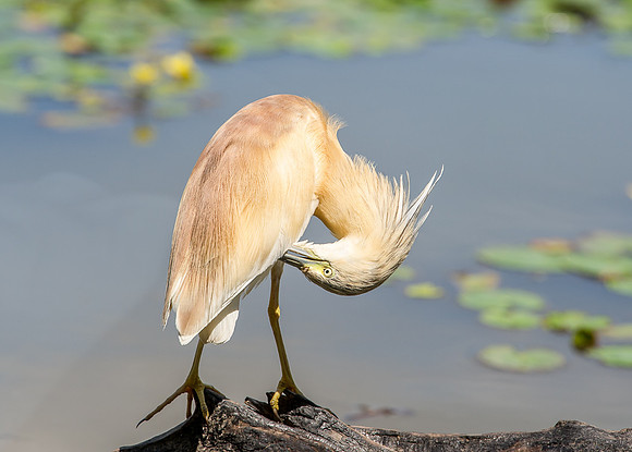 Squacco Heron