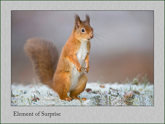 Scottish Red Squirrel