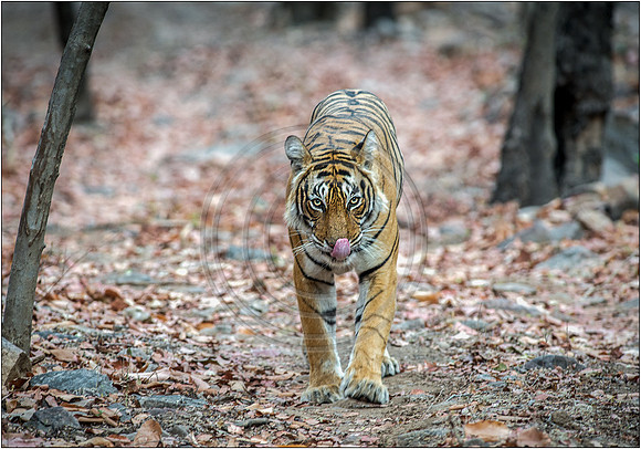 Tigers of Ranthambhore