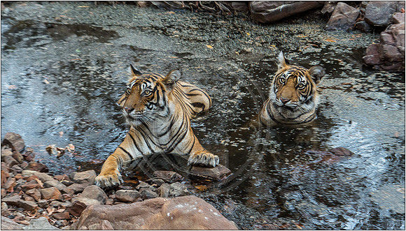Tigers of Ranthambhore