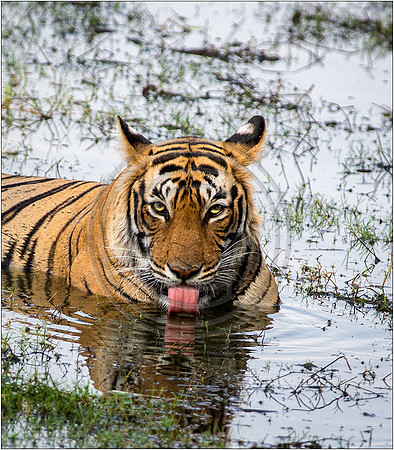 Tigers of Ranthambhore