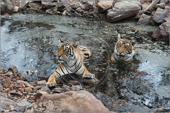 Tigers of Ranthambhore