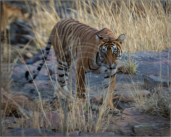 Tigers of Ranthambhore