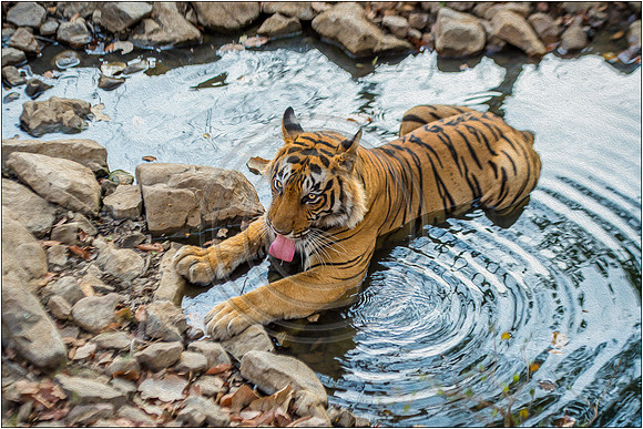 Tigers of Ranthambhore