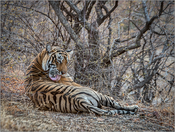Tigers of Ranthambhore