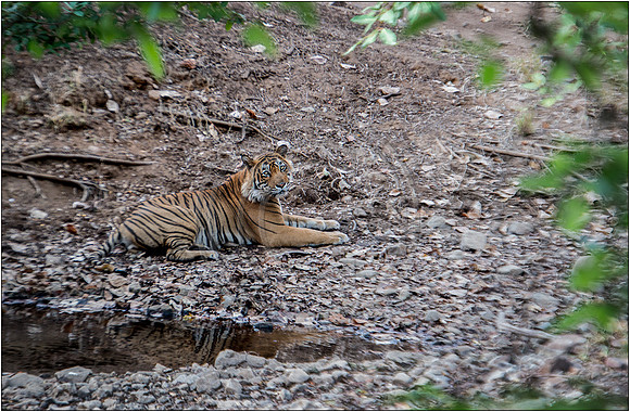Tigers of Ranthambhore